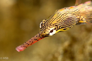 Yellow banded pipefish. by Mehmet Salih Bilal 